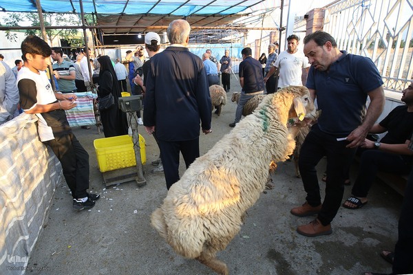 خرید و ذبح دام عید قربان در تهران