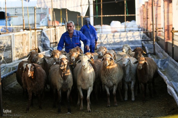 خرید و ذبح دام عید قربان در تهران