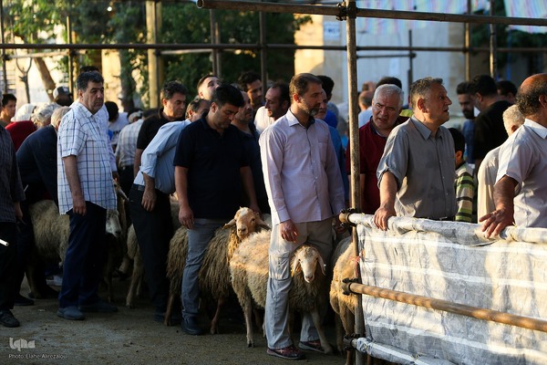 خرید و ذبح دام عید قربان در تهران
