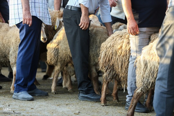 خرید و ذبح دام عید قربان در تهران