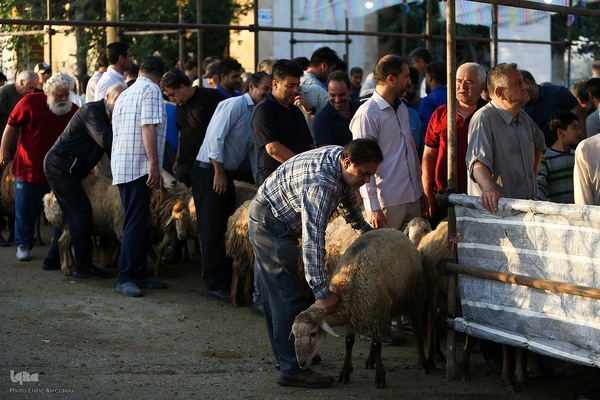 خرید و ذبح دام عید قربان در تهران