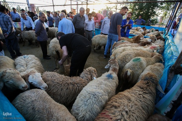 خرید و ذبح دام عید قربان در تهران