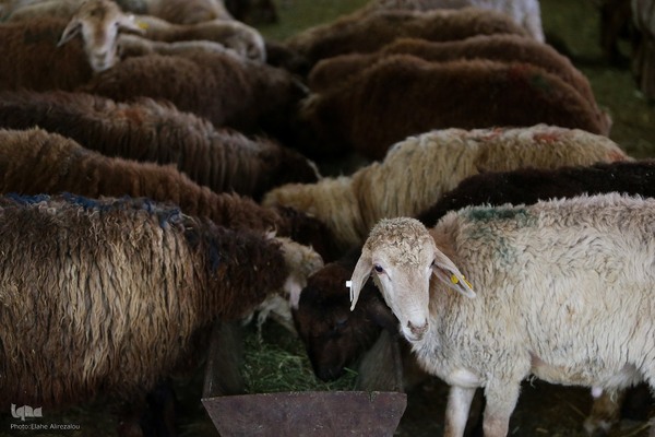 خرید و ذبح دام عید قربان در تهران