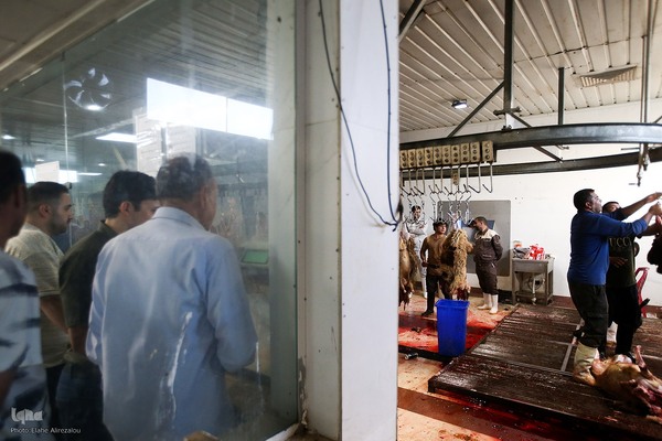 خرید و ذبح دام عید قربان در تهران