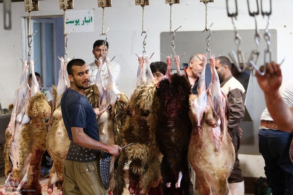خرید و ذبح دام عید قربان در تهران