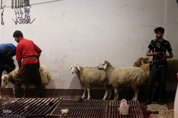 خرید و ذبح دام عید قربان در تهران