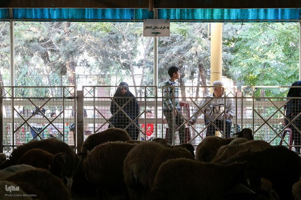 خرید و ذبح دام عید قربان در تهران