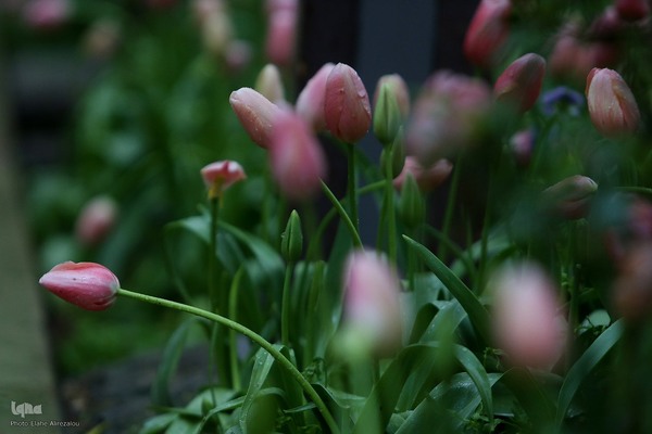 غوغای لاله‌های بهاری در پایتخت