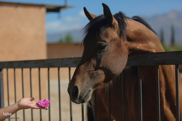 جشنواره گل محمدی در میمند فارس