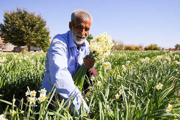 برداشت گل نرگس