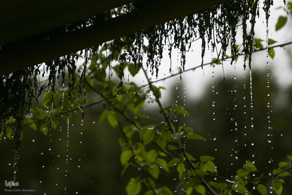 ترنم باران بهاری بر چهره شهر