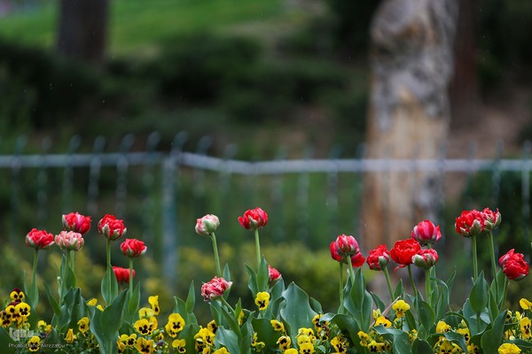 ترنم باران بهاری بر چهره شهر