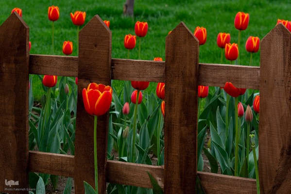 یازدهمین جشنواره لاله‌های کرج‎