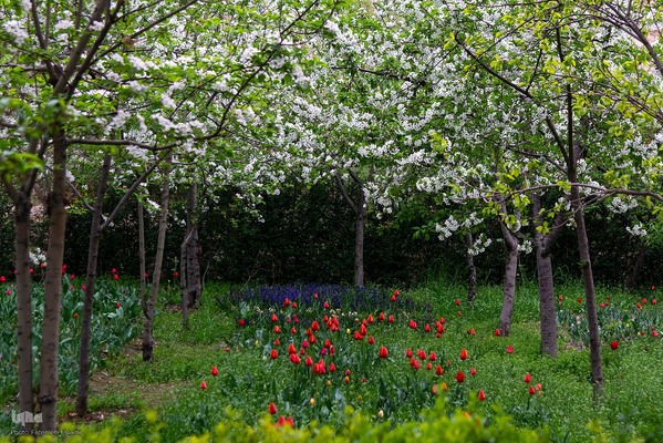 یازدهمین جشنواره لاله‌های کرج‎