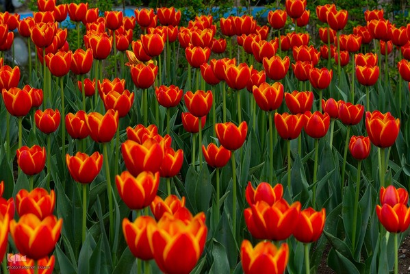 یازدهمین جشنواره لاله‌های کرج‎