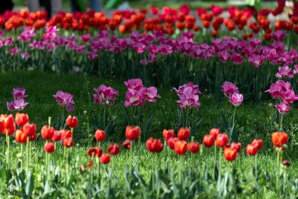 یازدهمین جشنواره لاله‌های کرج‎