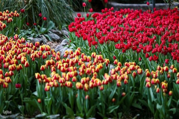 رقص لاله‌ها در باران