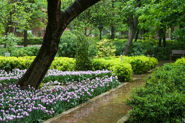 رقص لاله‌ها در باران