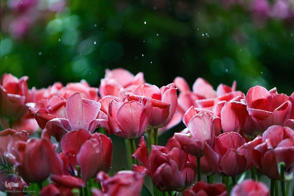 رقص لاله‌ها در باران