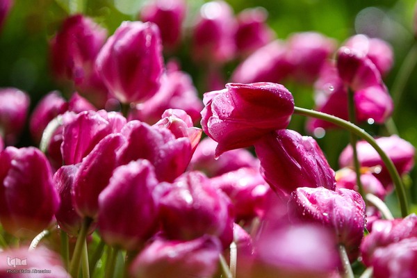 رقص لاله‌ها در باران