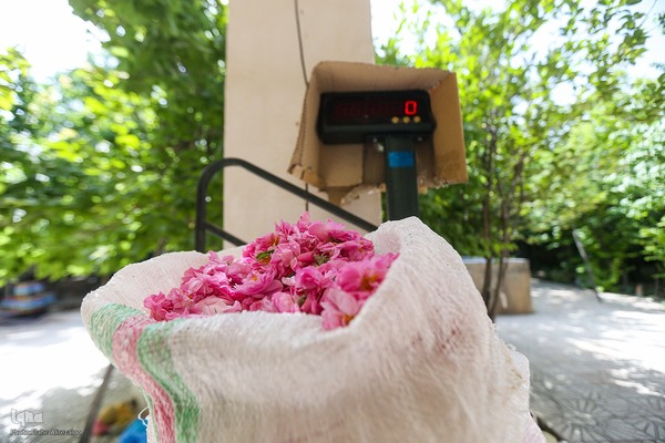 آیین کهن گلاب گیری در نیاسر