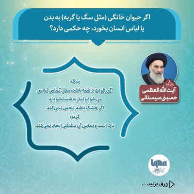 حکم شرعی تماس سگ و گربه با بدن یا لباس انسان