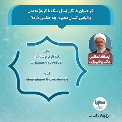 حکم شرعی تماس سگ و گربه با بدن یا لباس انسان