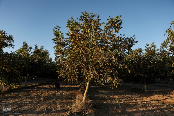 برداشت گردو اصلاح شده با دستگاه مکانیزه