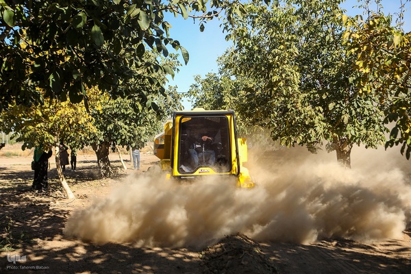 برداشت گردو اصلاح شده با دستگاه مکانیزه