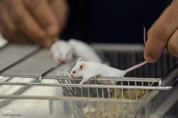 روز سوم نمایشگاه دستاوردهای علمی و فناورانه جهاددانشگاهی