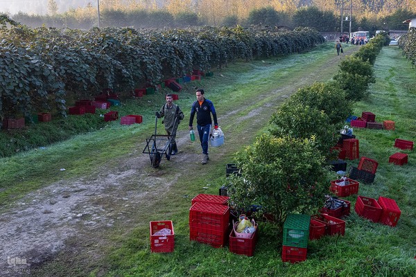 برداشت کیوی از باغات سلمانشهر
