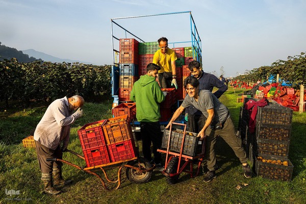 برداشت کیوی از باغات سلمانشهر