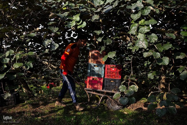 برداشت کیوی از باغات سلمانشهر