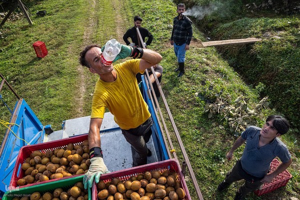 برداشت کیوی از باغات سلمانشهر