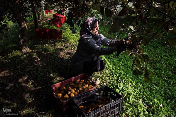 برداشت کیوی از باغات سلمانشهر