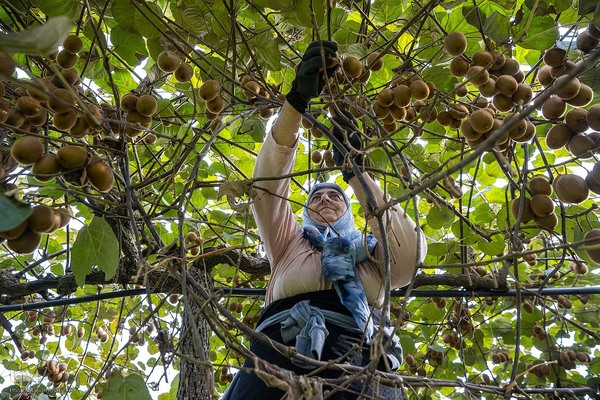 برداشت کیوی از باغات سلمانشهر
