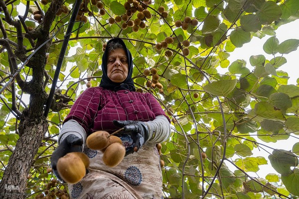 برداشت کیوی از باغات سلمانشهر
