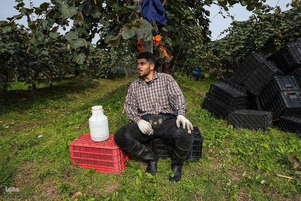 برداشت کیوی از باغات سلمانشهر