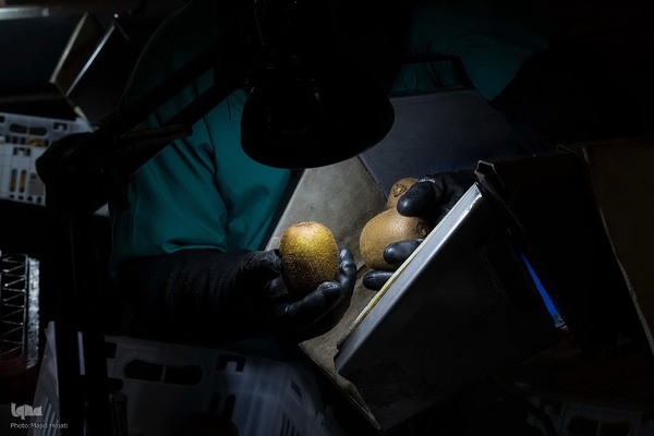 برداشت کیوی از باغات سلمانشهر