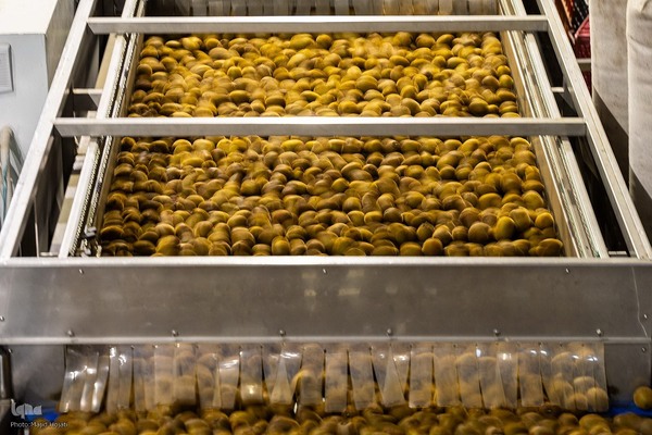 برداشت کیوی از باغات سلمانشهر