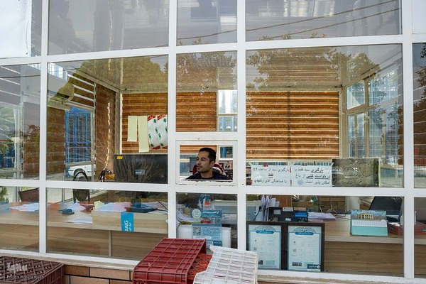 برداشت کیوی از باغات سلمانشهر