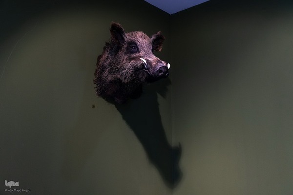 پردیس موزه ایی رامسر