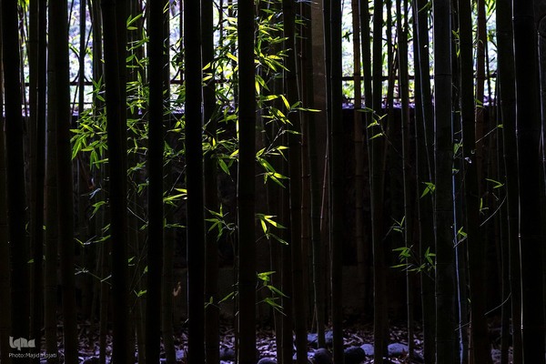 پردیس موزه ایی رامسر