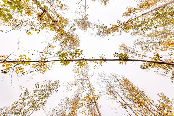 طبیعت پائیزی جنگل دالخانی و نمک آبرود مازندران