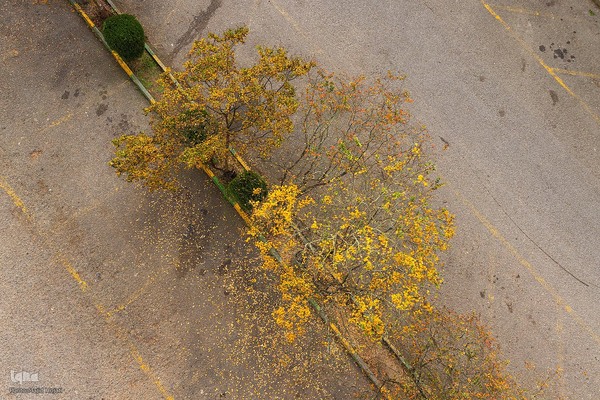 طبیعت پائیزی جنگل دالخانی و نمک آبرود مازندران