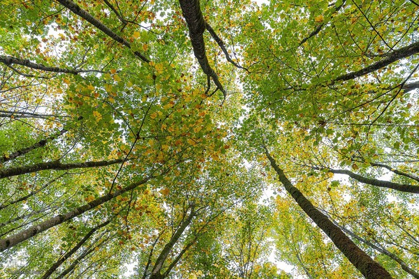 طبیعت پائیزی جنگل دالخانی و نمک آبرود مازندران