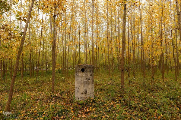 طبیعت پائیزی جنگل دالخانی و نمک آبرود مازندران