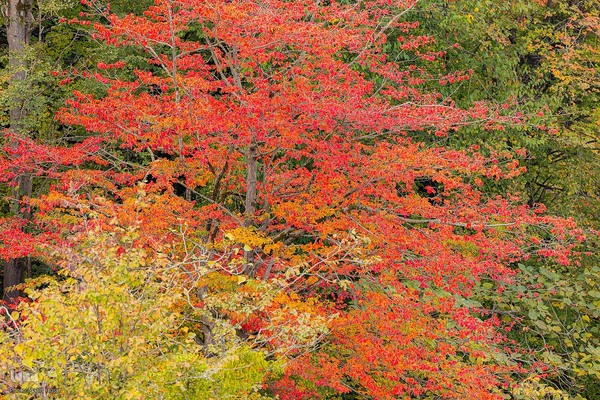 طبیعت پائیزی جنگل دالخانی و نمک آبرود مازندران