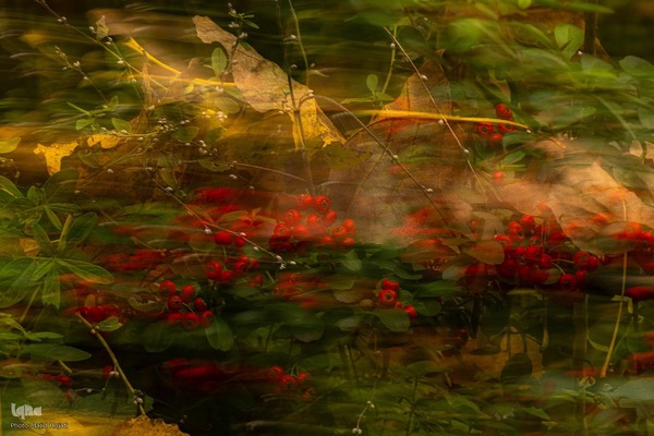 طبیعت پائیزی جنگل دالخانی و نمک آبرود مازندران