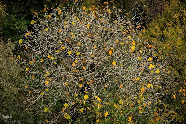 طبیعت پائیزی جنگل دالخانی و نمک آبرود مازندران